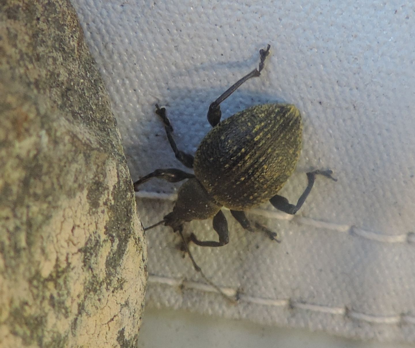 Otiorhynchus pseudonothus?  S !