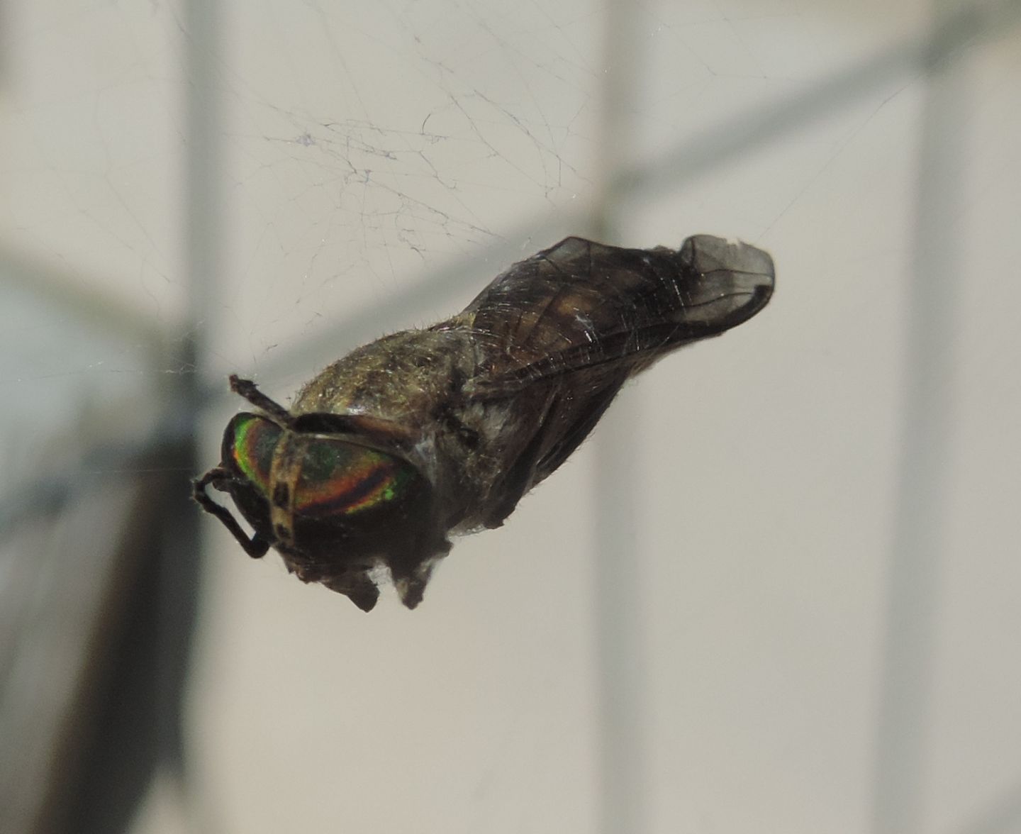 Tabanus del gruppo glaucopis?