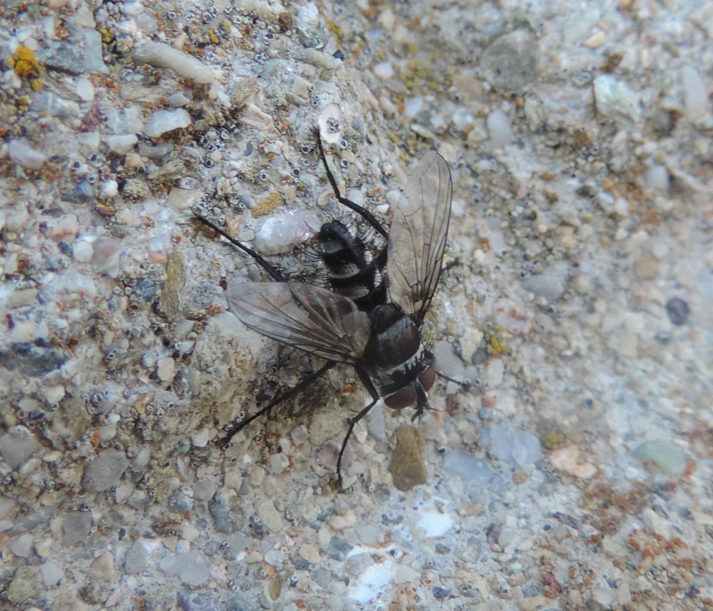 Exorista?...No,  Tachinidae Phasiinae cfr. Cylindromyiini