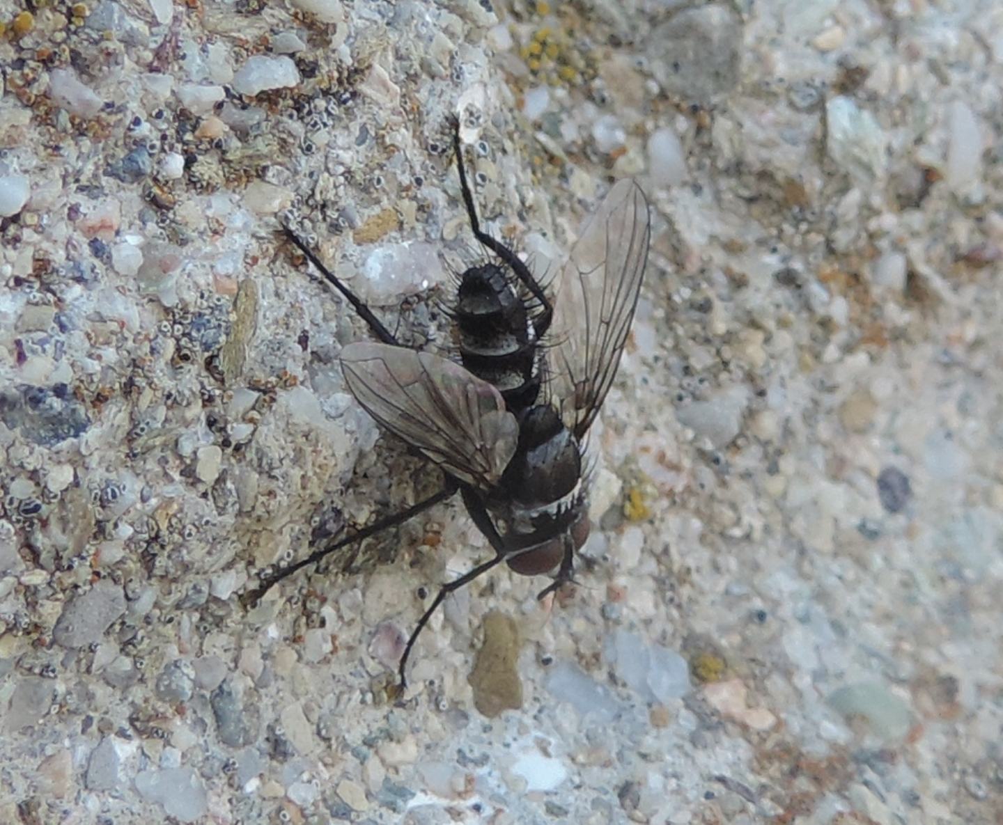 Exorista?...No,  Tachinidae Phasiinae cfr. Cylindromyiini