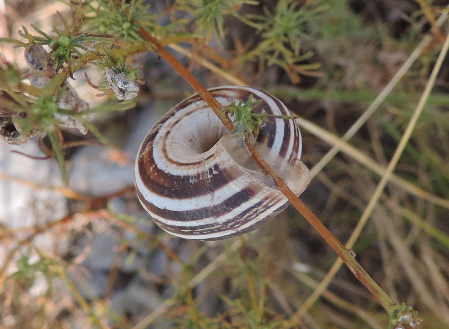 Helicidae da identificare