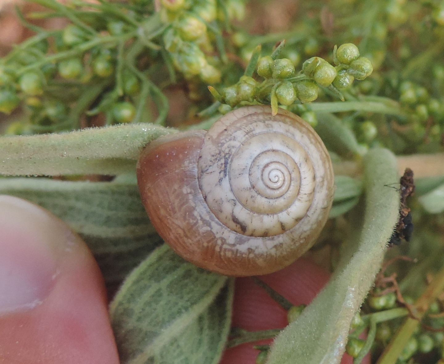 altra Chiocciola da identificare