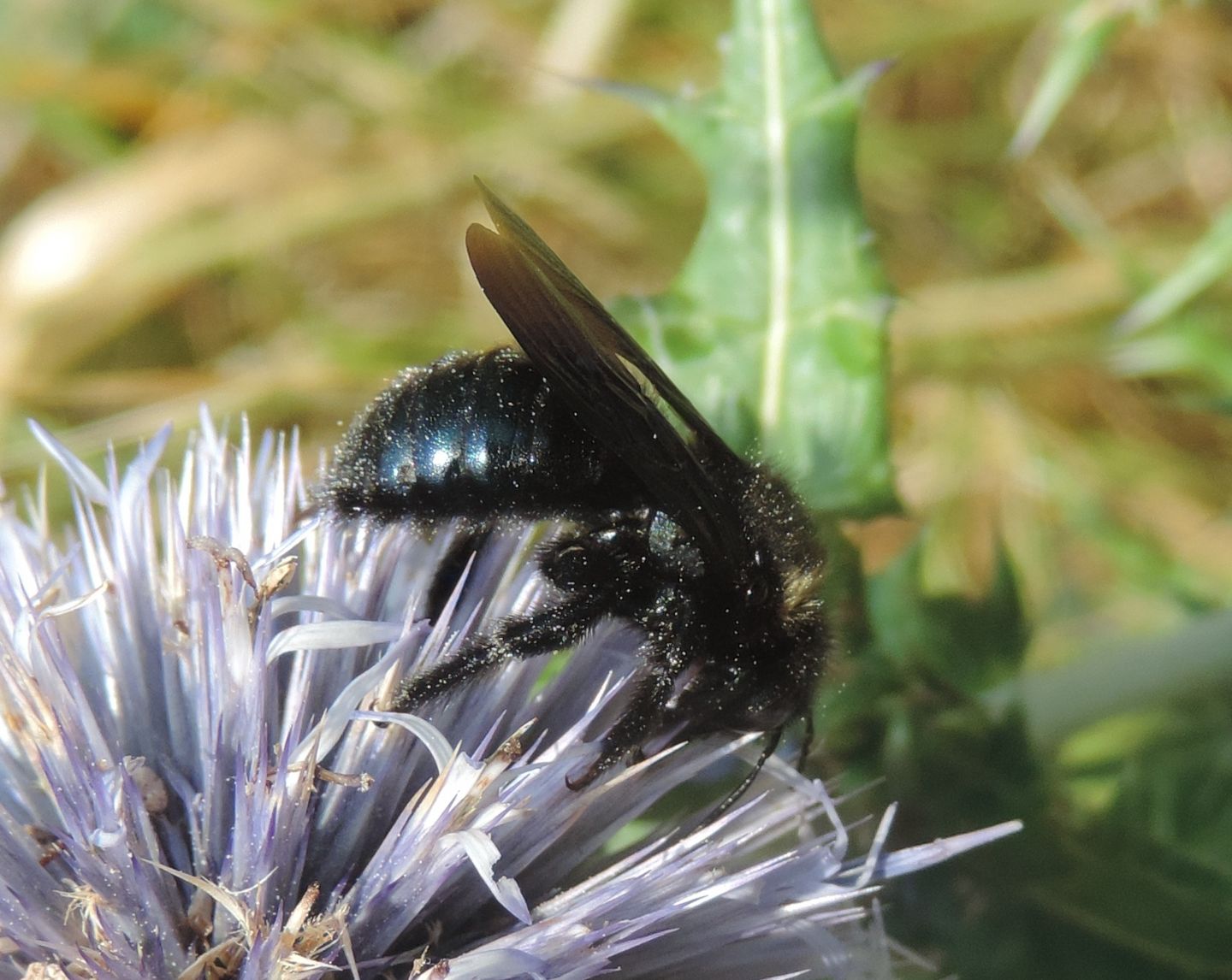 Xylocopa iris, maschio (Apidae) e Colpa quinquecincta, femmina (Scoliidae).