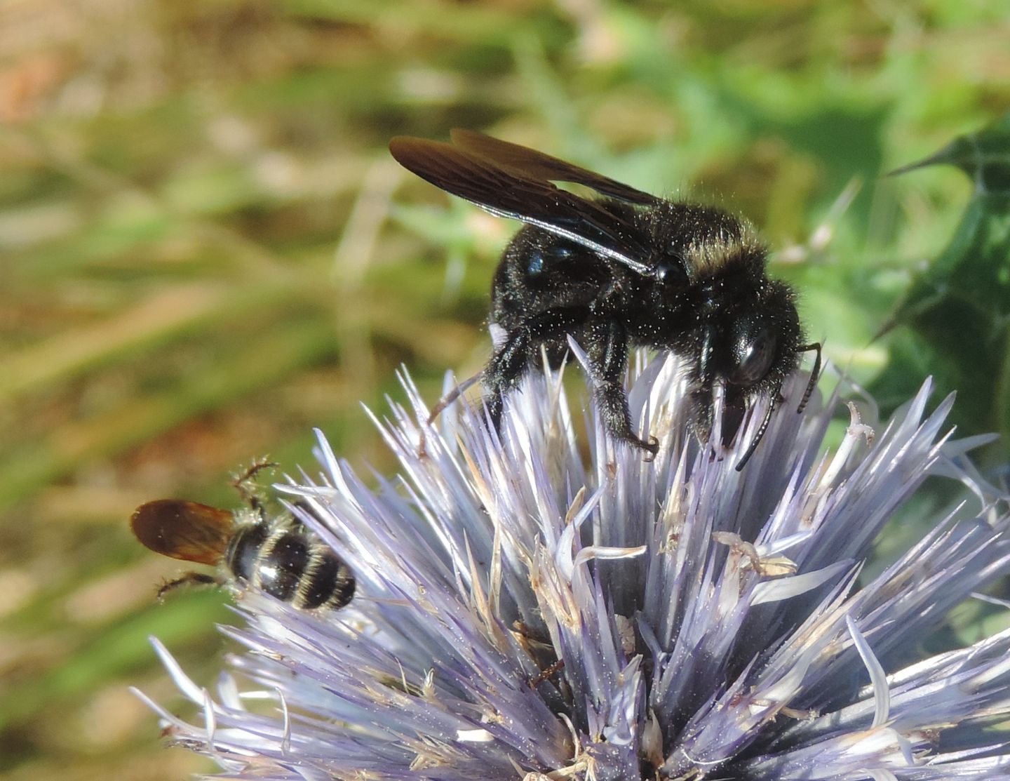 Xylocopa iris, maschio (Apidae) e Colpa quinquecincta, femmina (Scoliidae).