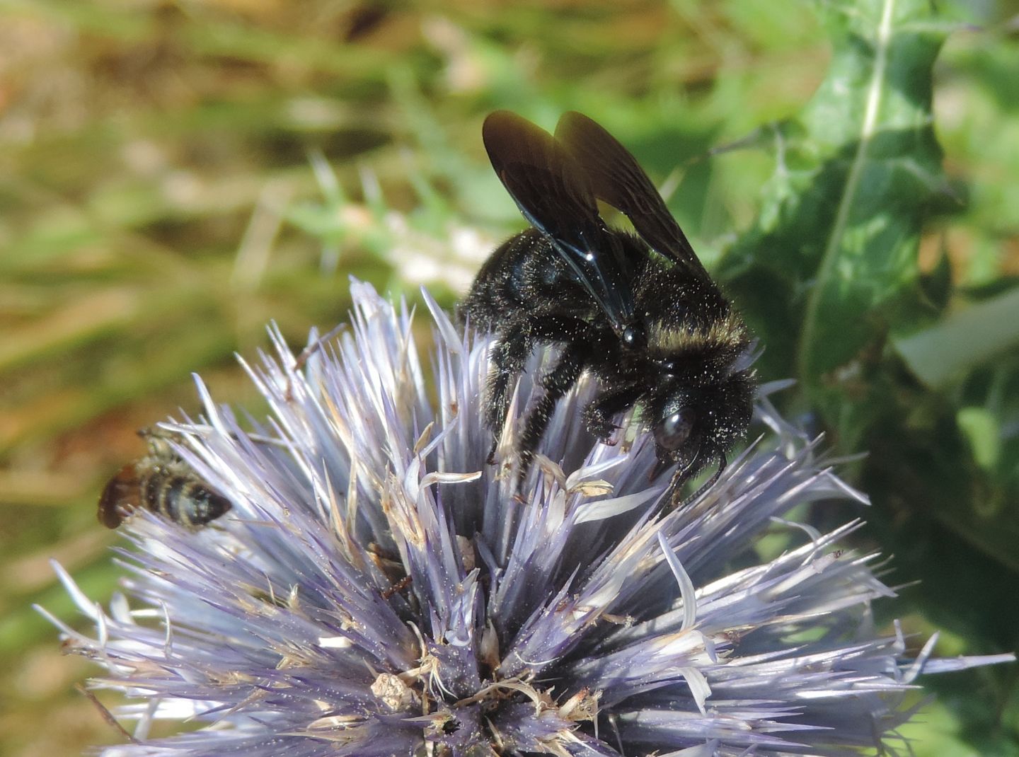 Xylocopa iris, maschio (Apidae) e Colpa quinquecincta, femmina (Scoliidae).