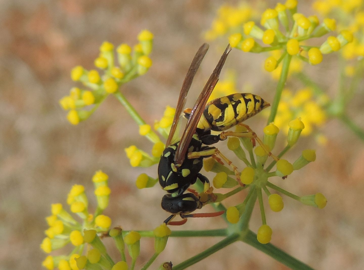 Vespidae: Eumenes sp. e Polistes dominula, femmina