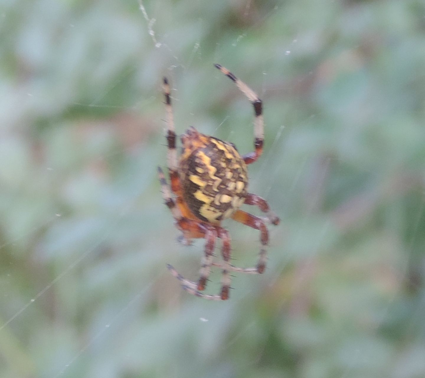 Araneus marmoreus? S - Parco La Mandria (TO)