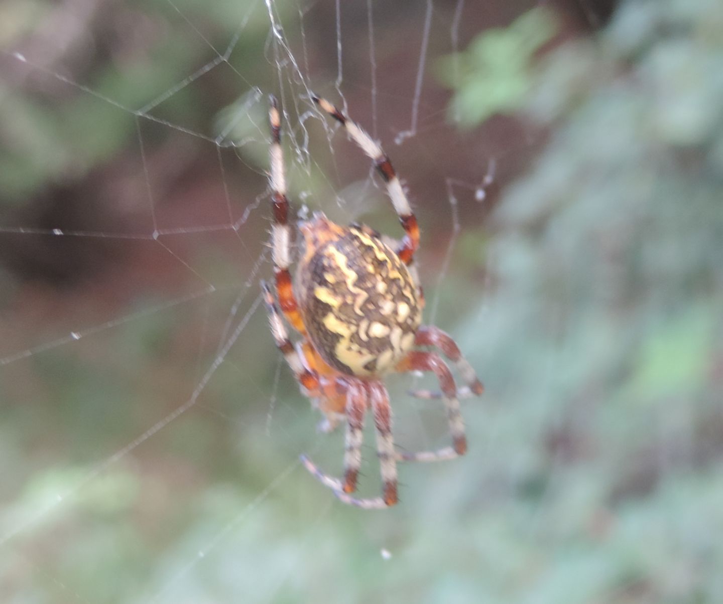 Araneus marmoreus? S - Parco La Mandria (TO)