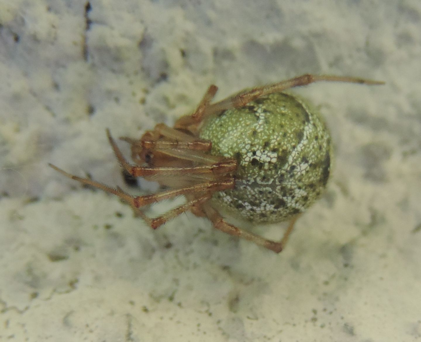 Parasteatoda tepidariorum - Condove (TO)