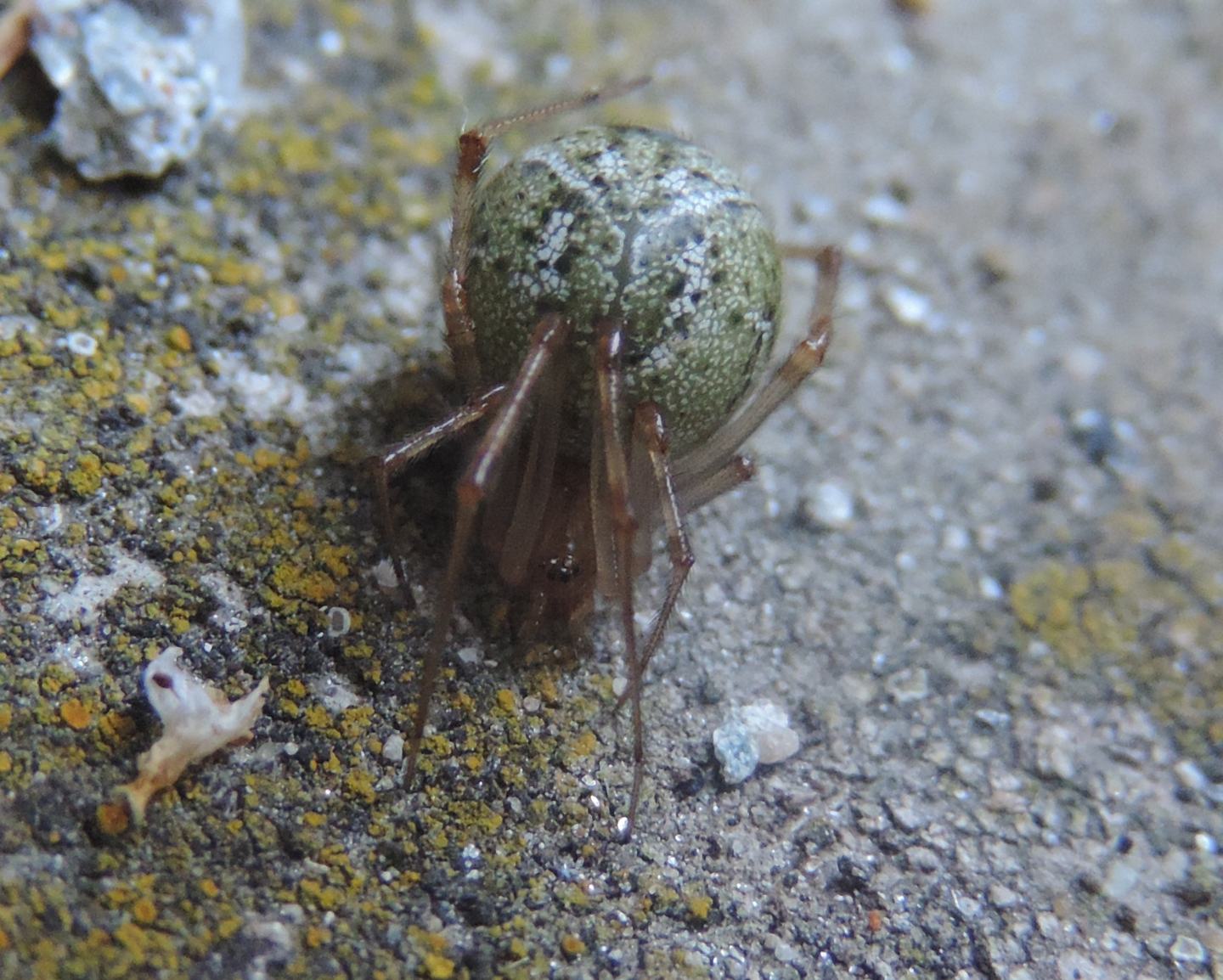 Parasteatoda tepidariorum - Condove (TO)