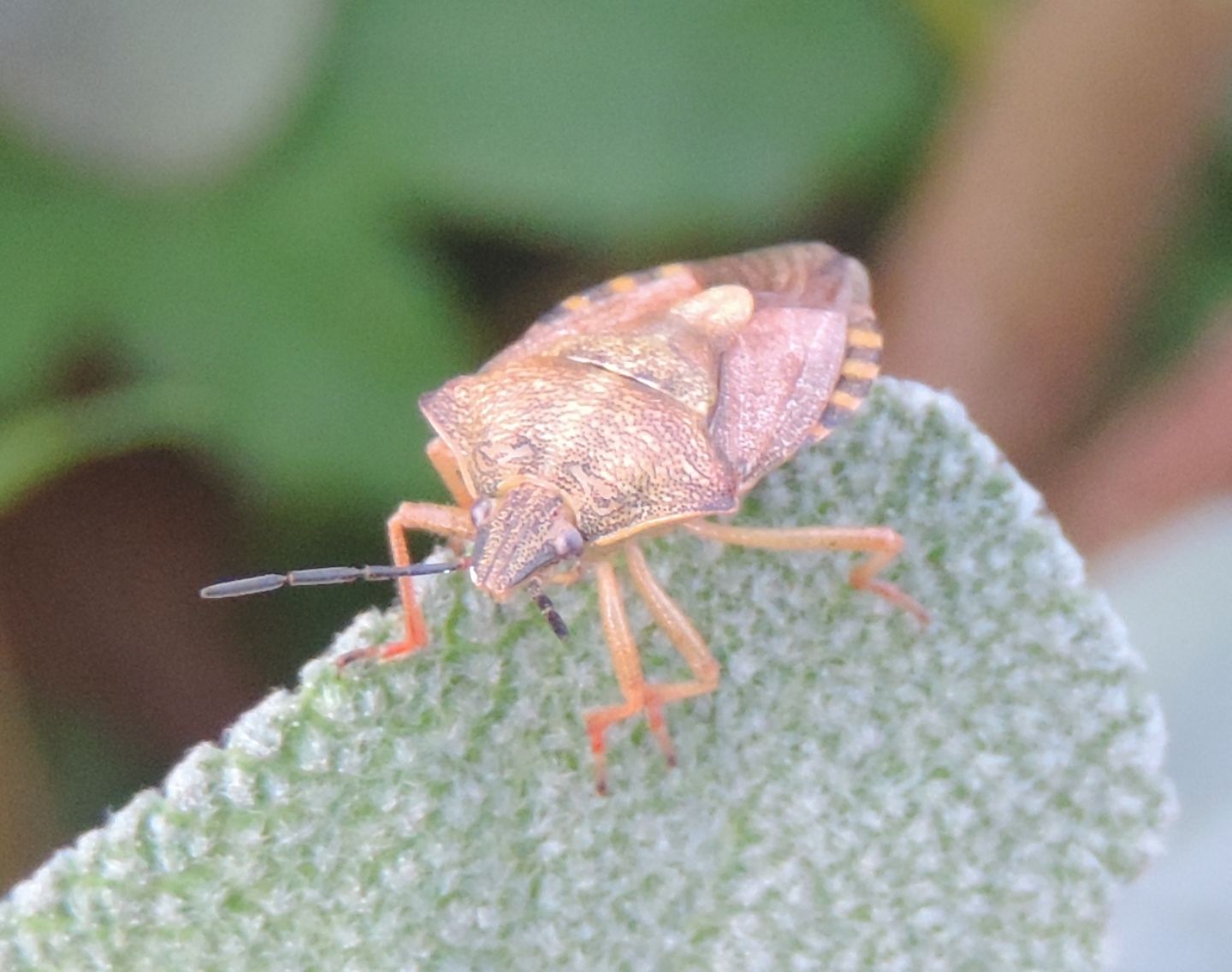 Pentatomidae: Carpocoris pudicus?  Carpocoris purpureipennis !