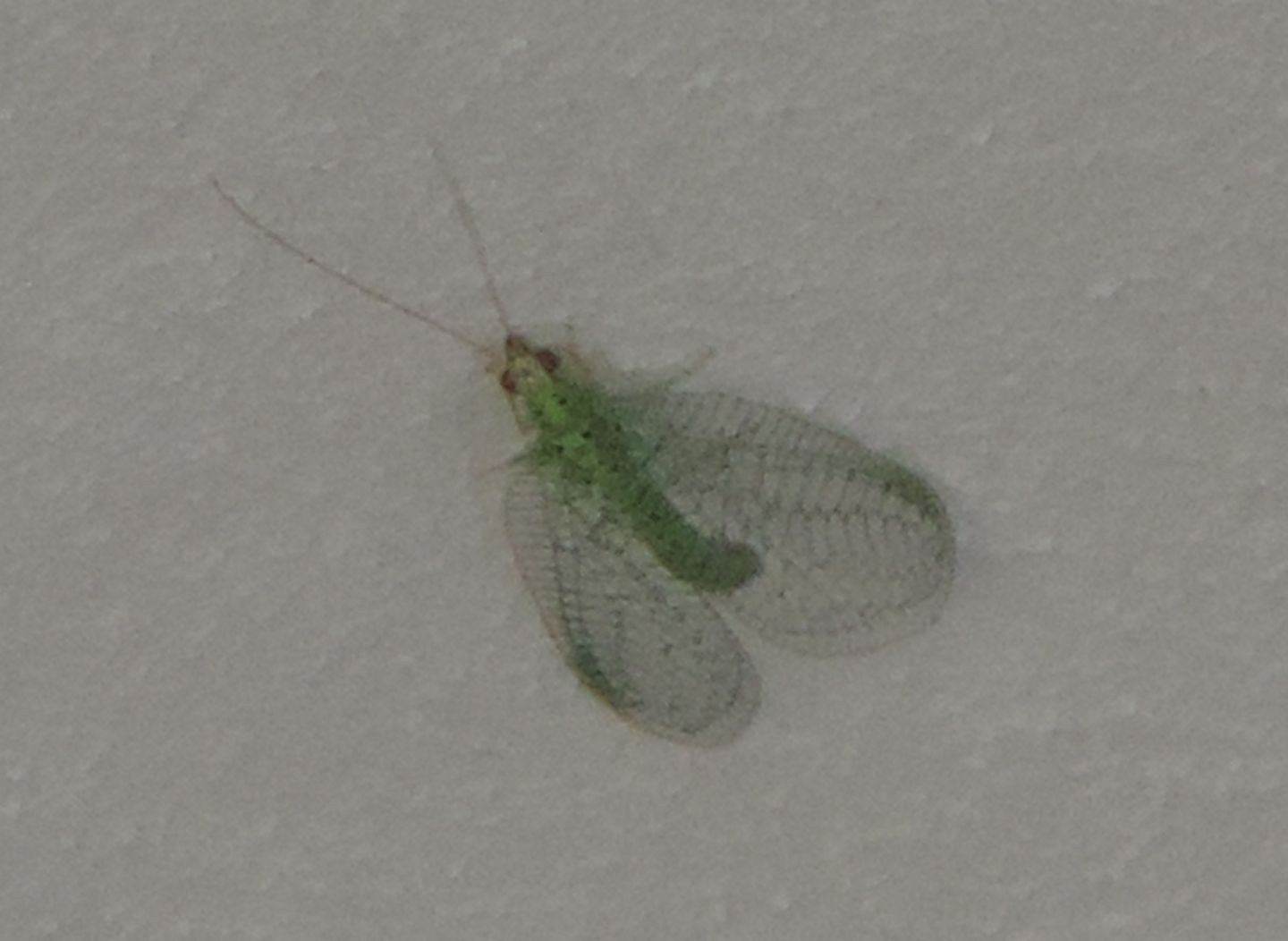 Chrysopidae:  Pseudomallada sp. (gr. prasinus)