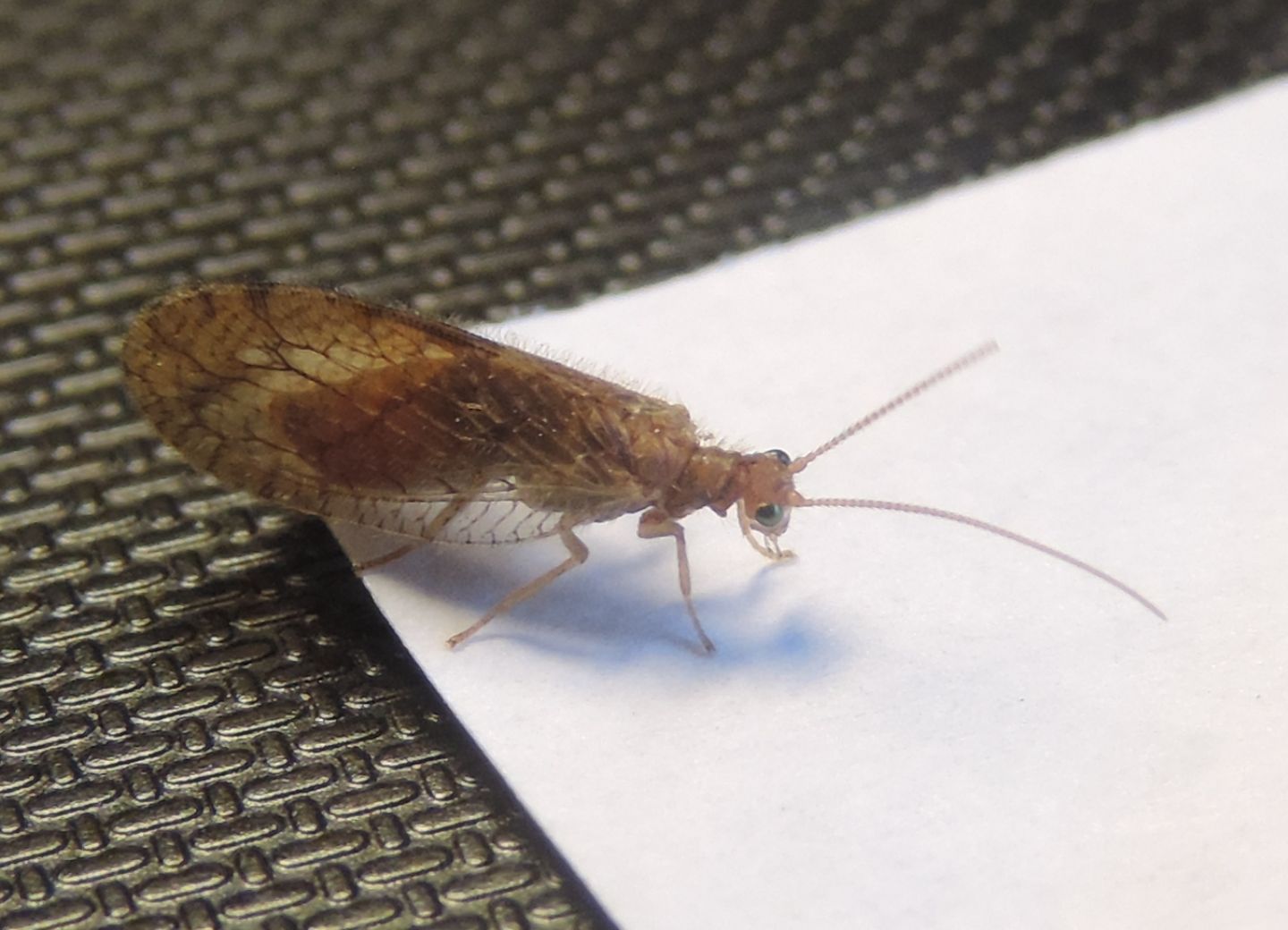 Hemerobiidae: Micromus cfr. paganus