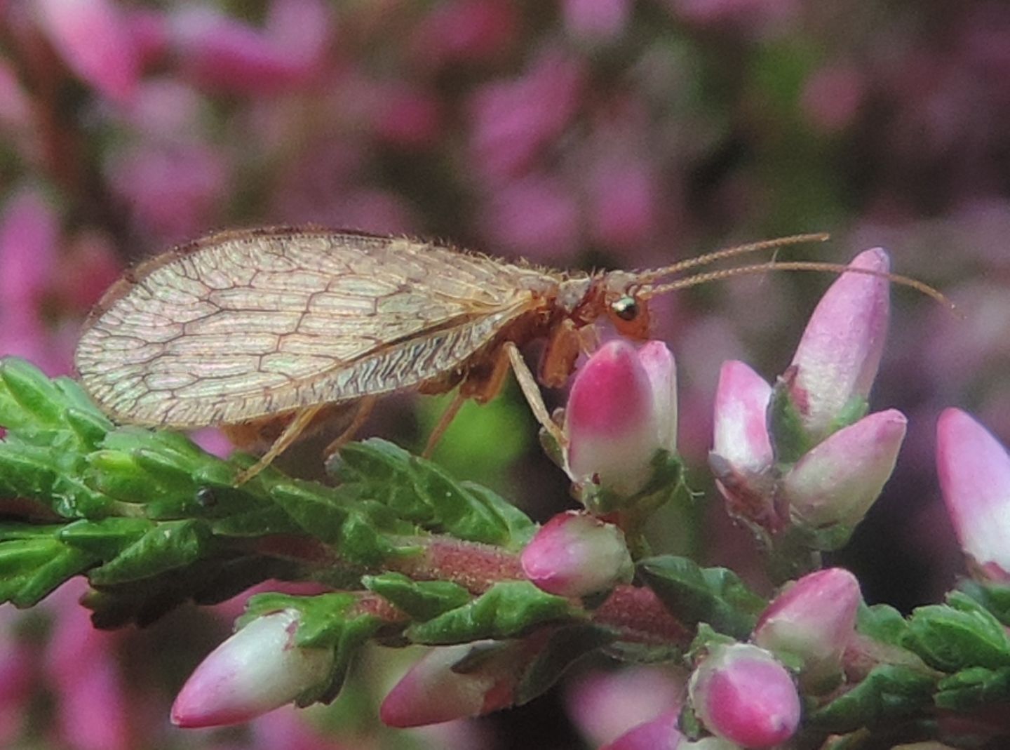 Hemerobiidae: Micromus cfr. paganus