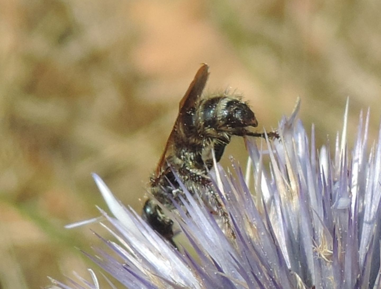 Xylocopa iris, maschio (Apidae) e Colpa quinquecincta, femmina (Scoliidae).