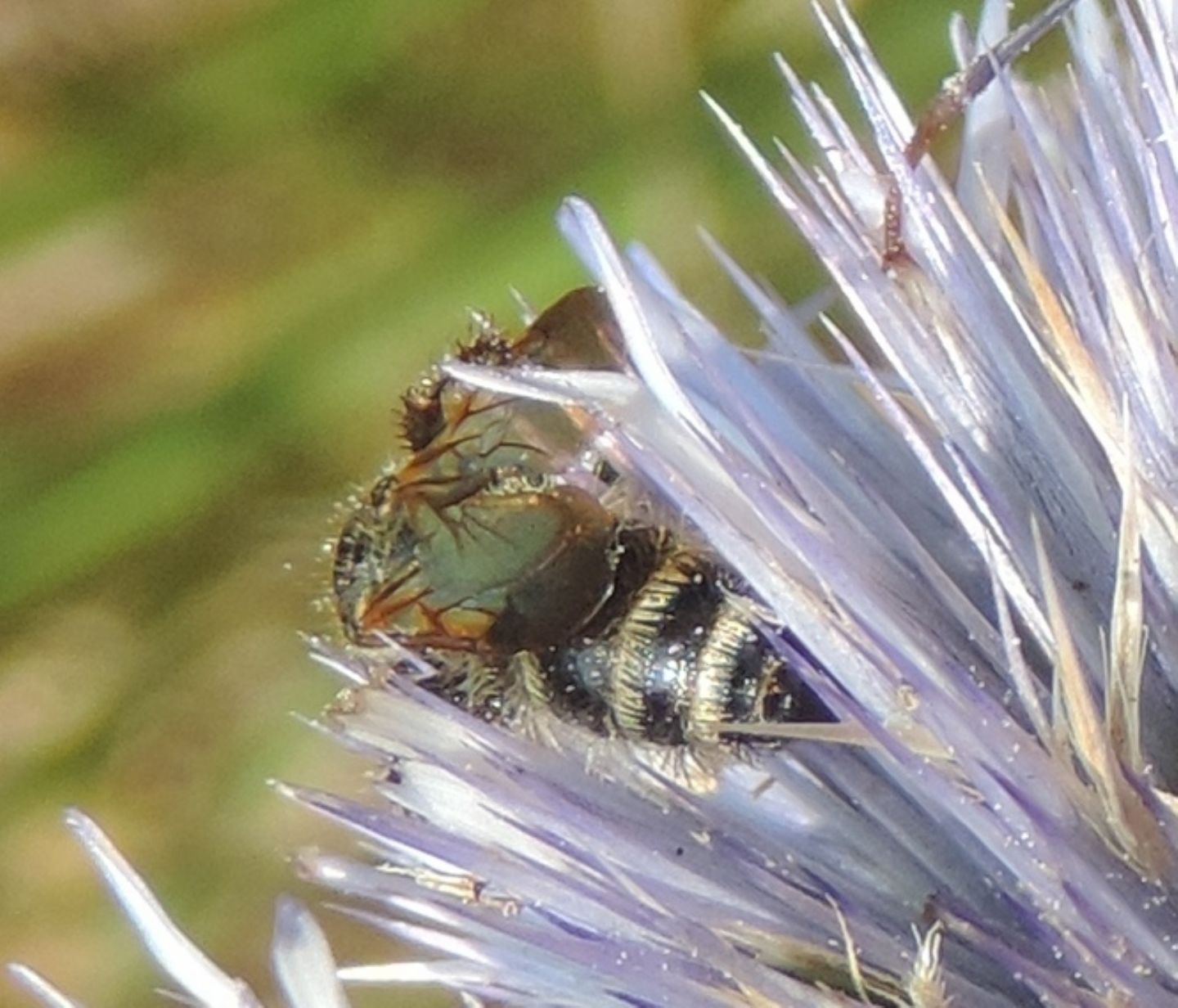 Xylocopa iris, maschio (Apidae) e Colpa quinquecincta, femmina (Scoliidae).