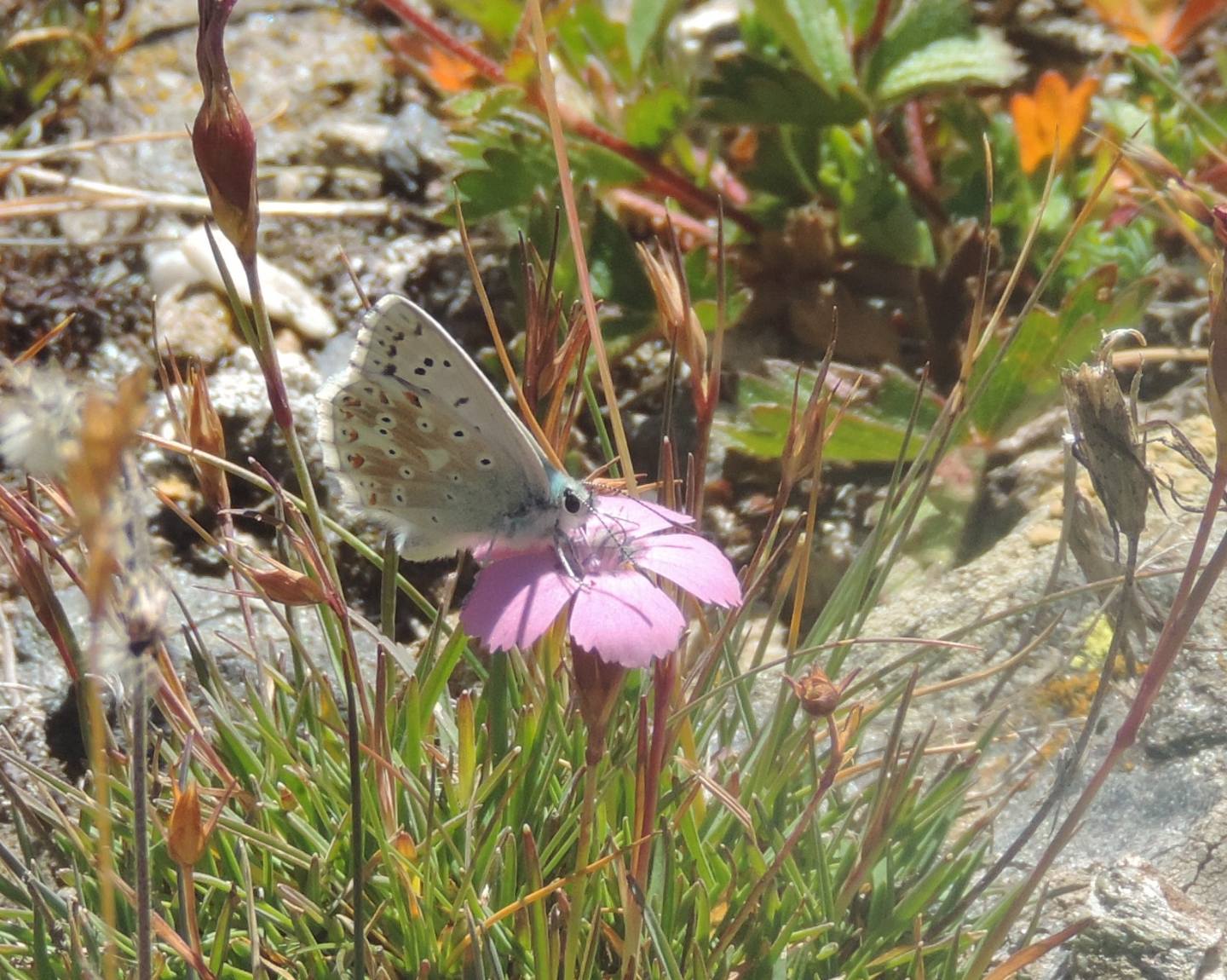Lycaenidae d''alta quota: Polyommatus coridon.
