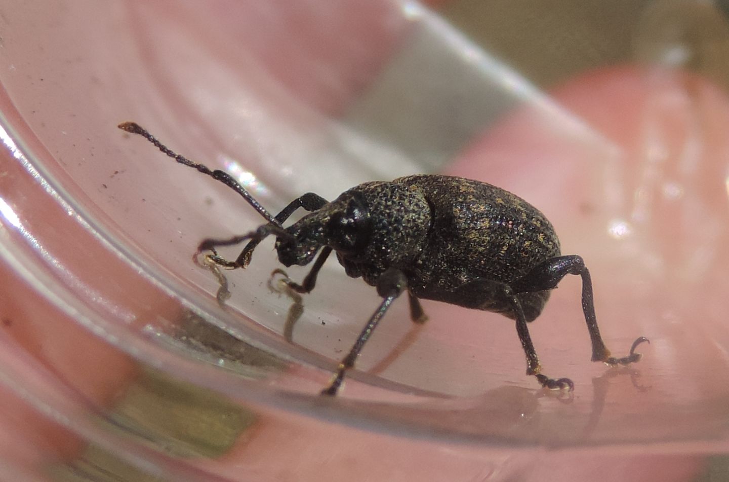 Otiorhynchus sulcatus, Curculionidae