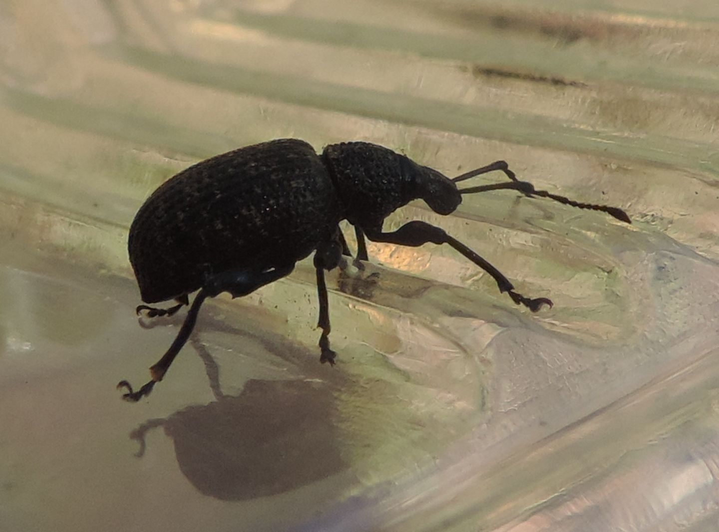 Otiorhynchus sulcatus, Curculionidae
