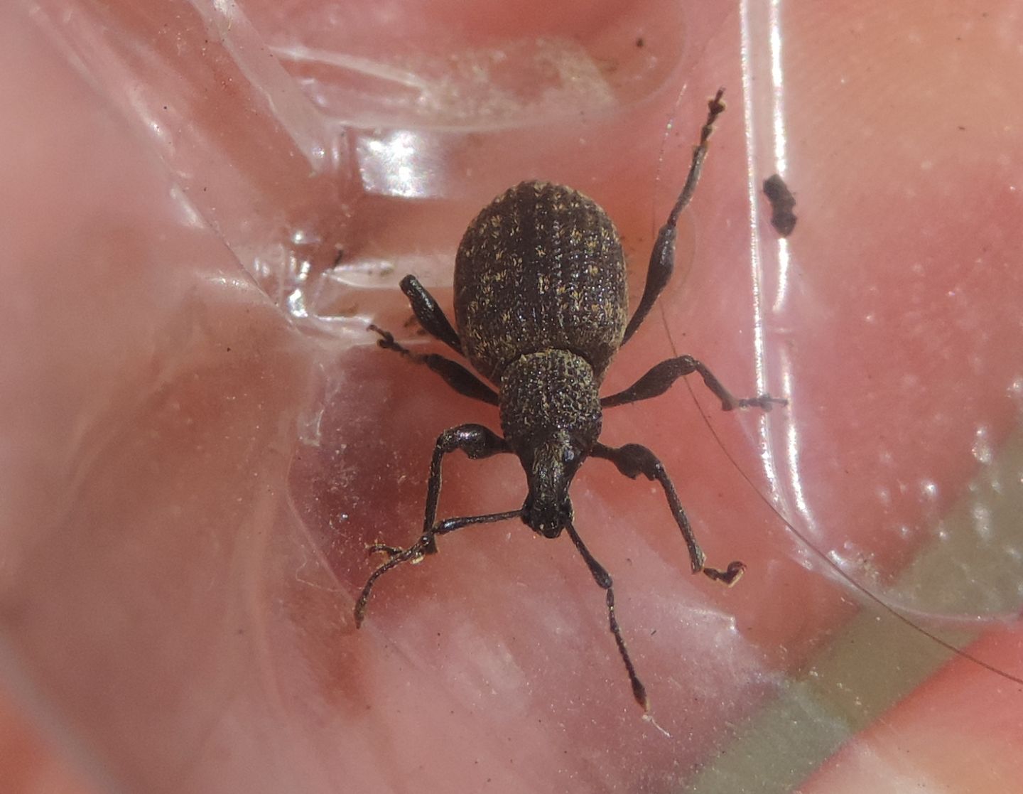 Otiorhynchus sulcatus, Curculionidae