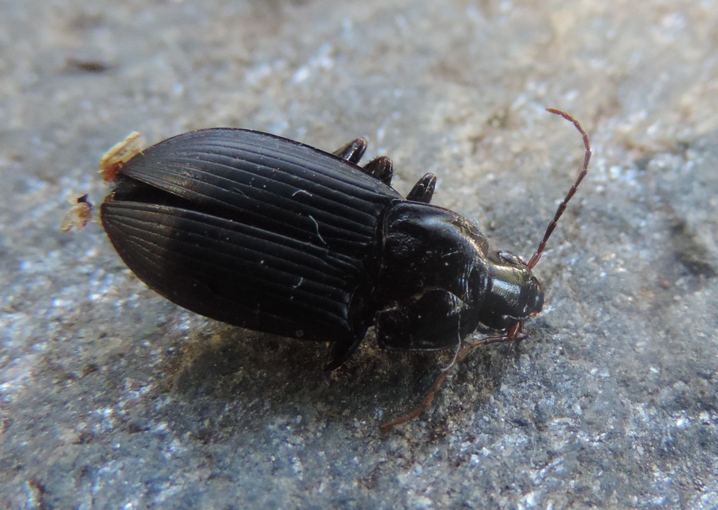 Carabidae:  Harpalus?  No, Calathus (Calathus) fuscipes graecus