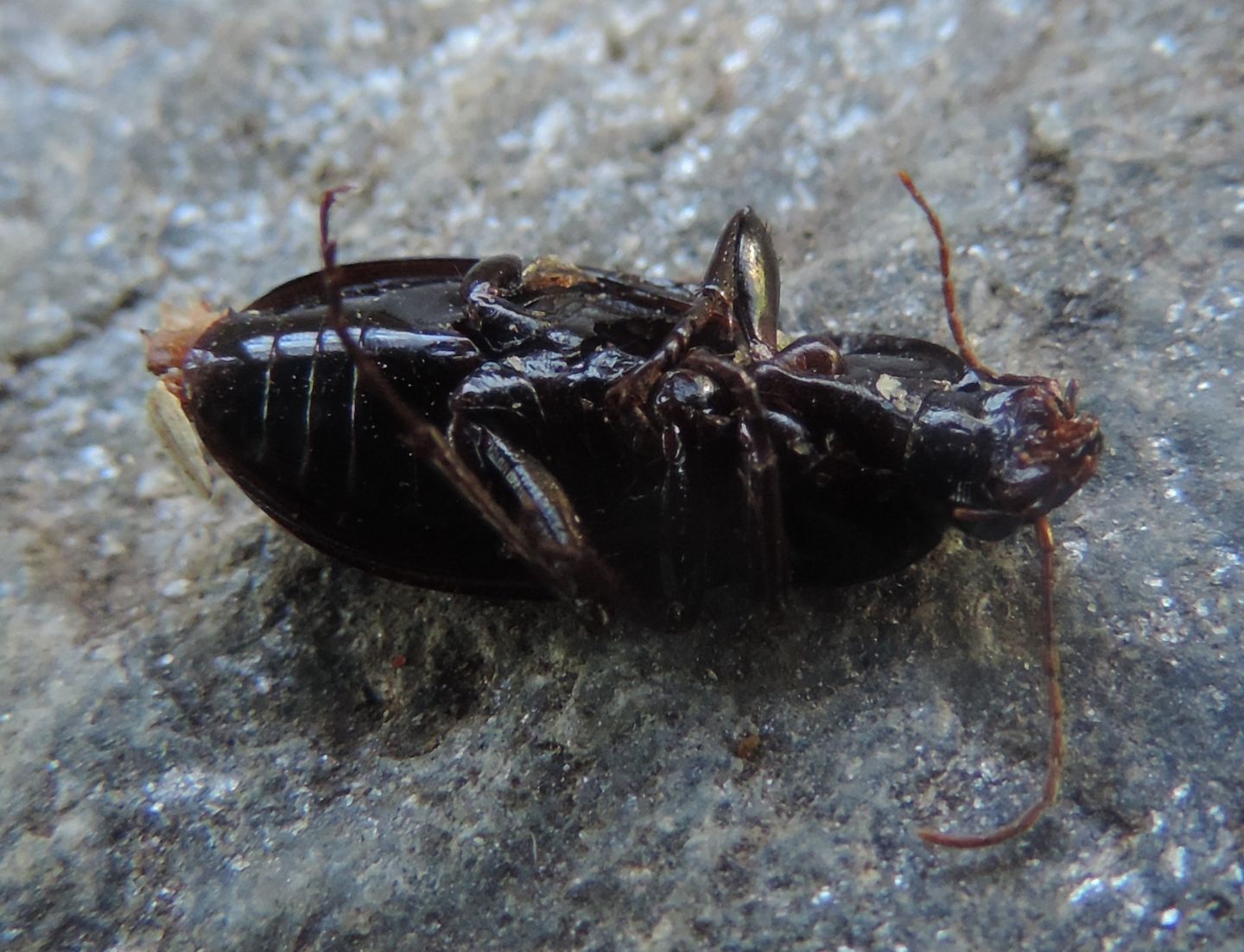 Carabidae:  Harpalus?  No, Calathus (Calathus) fuscipes graecus
