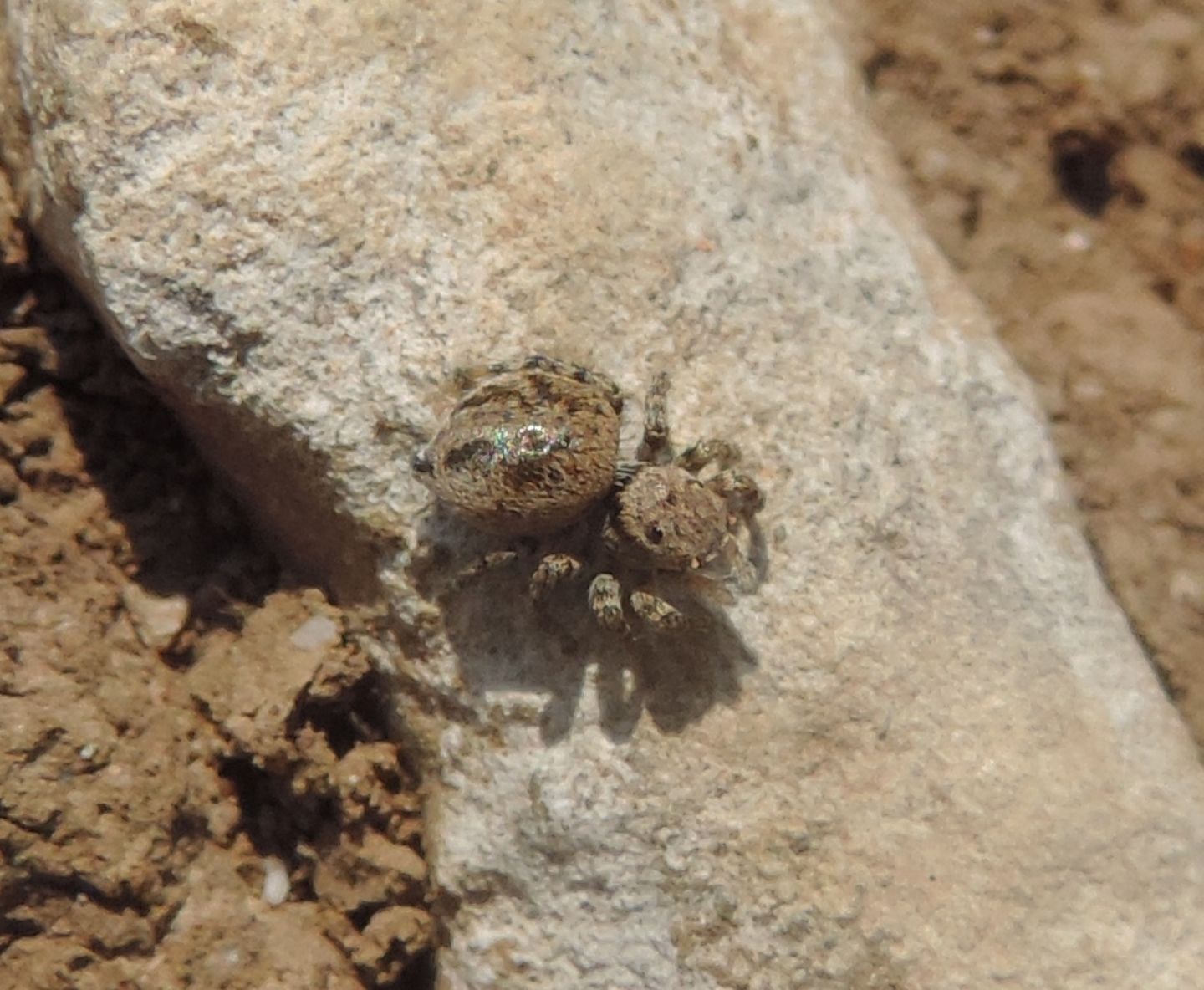 Salticidae:  cfr.  Aelurillus sp. - Balestrino (SV)