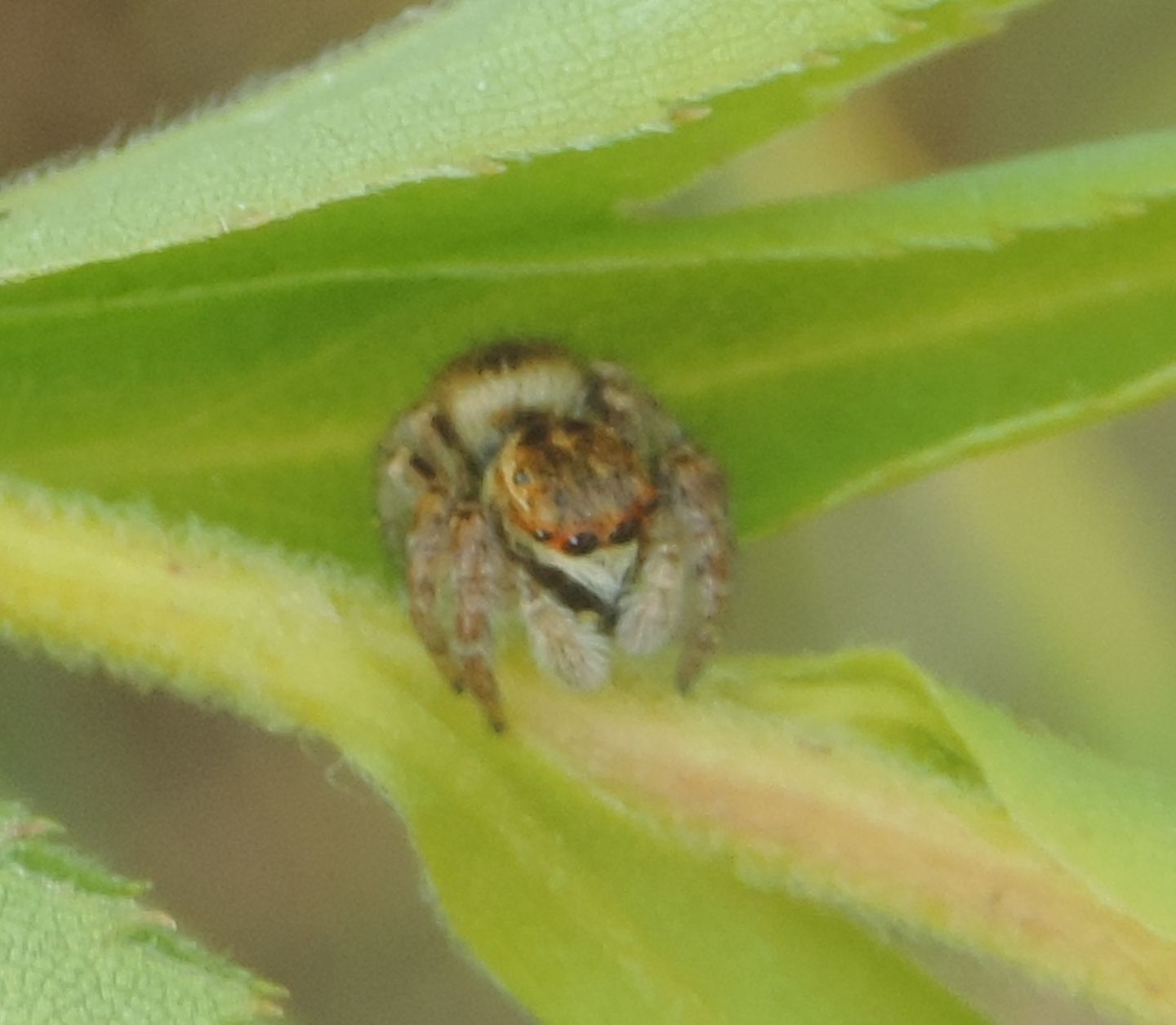 Carrhotus xanthogramma - Parco La Mandria (TO)