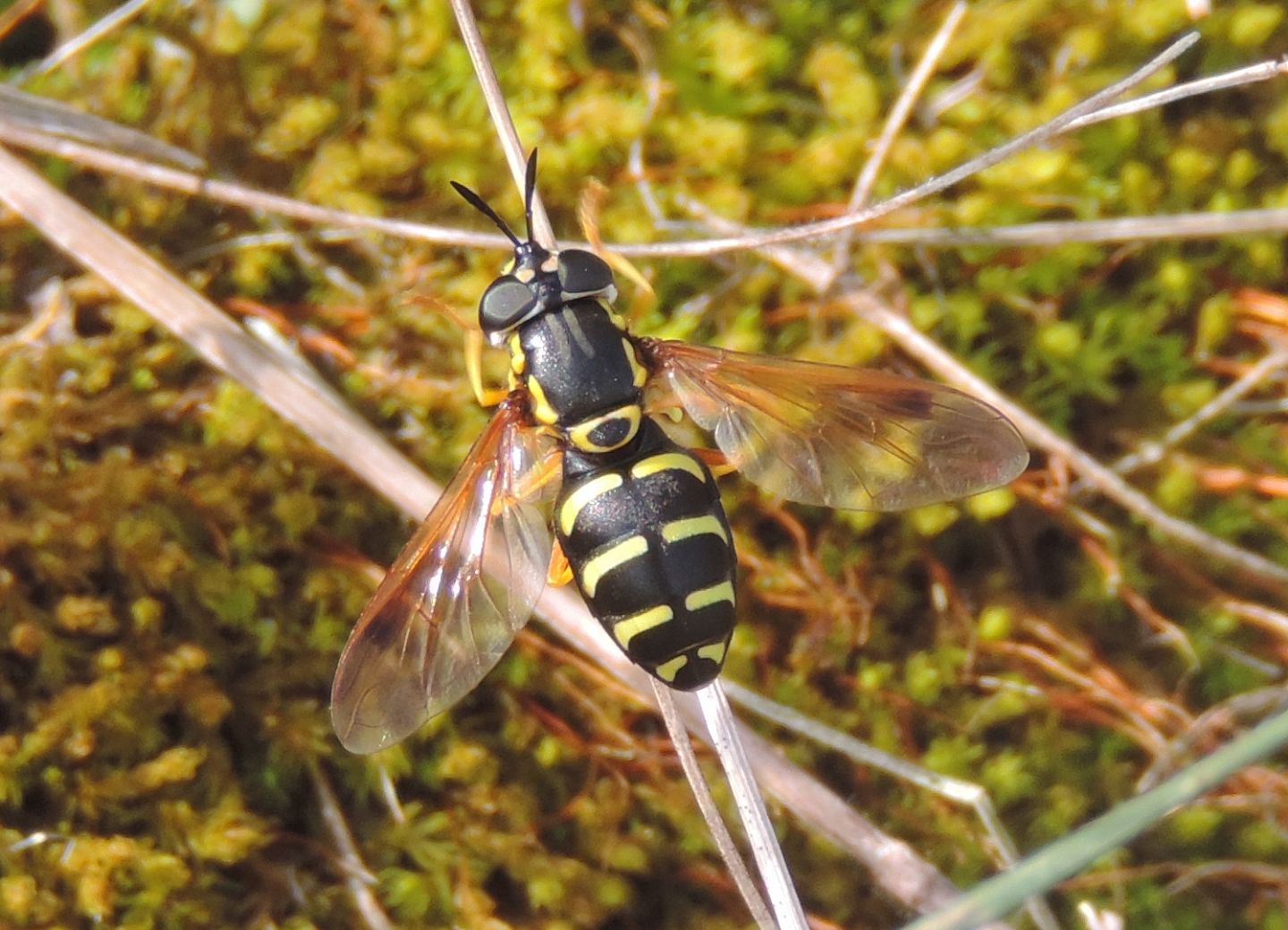 Chrysotoxum festivum?