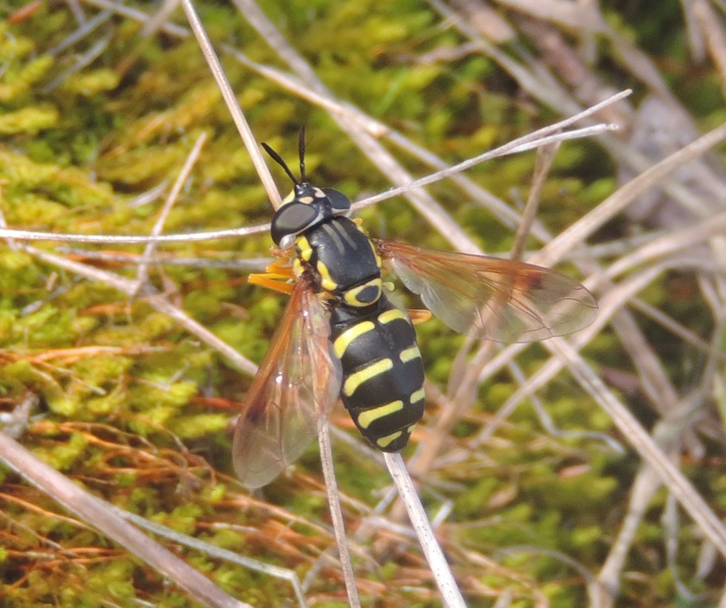 Chrysotoxum festivum?