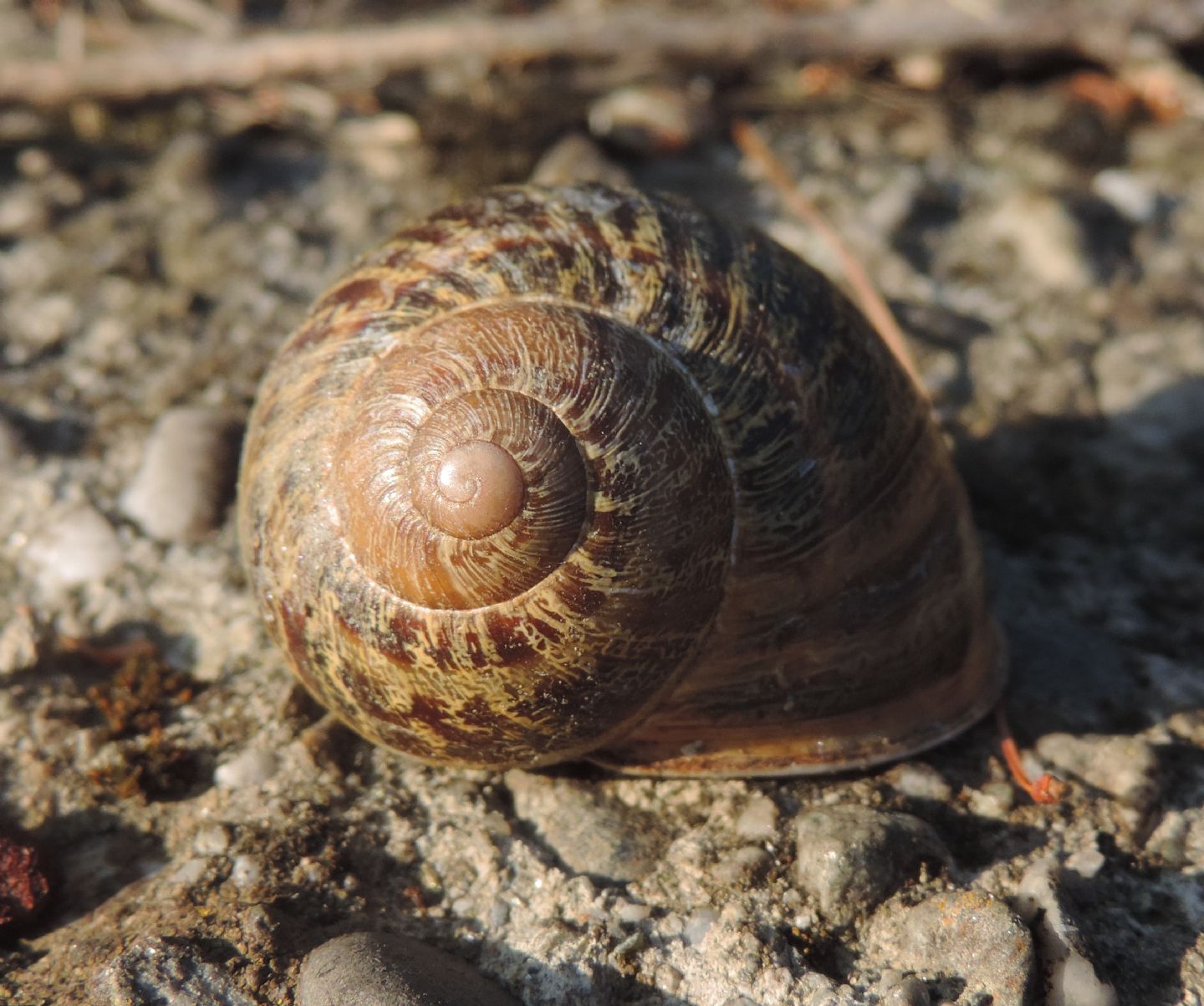 Chiocciola da identificare