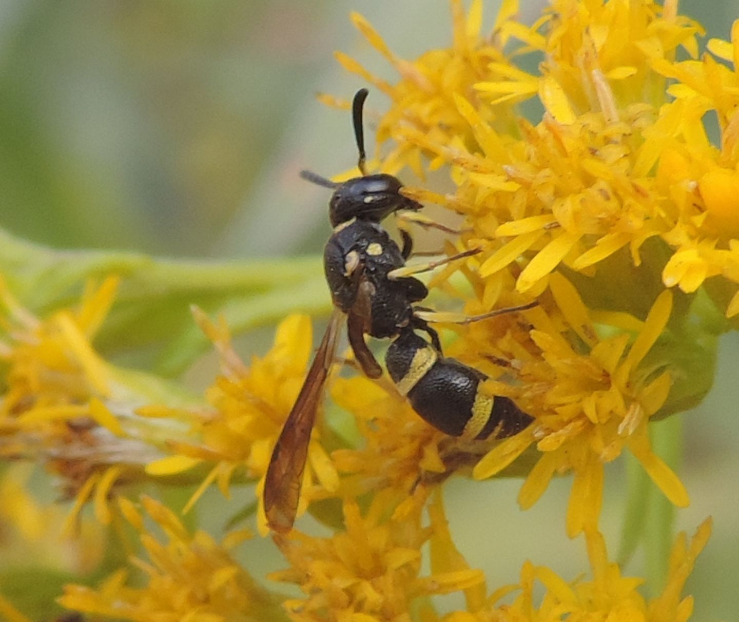Alastor atropos?  No, Stenodynerus chevrieranus