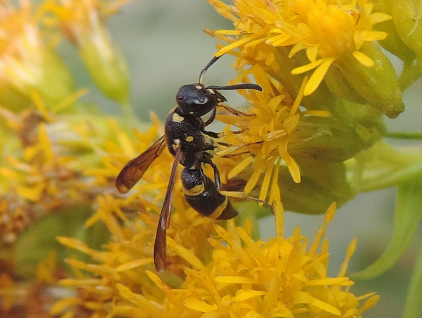 Alastor atropos?  No, Stenodynerus chevrieranus