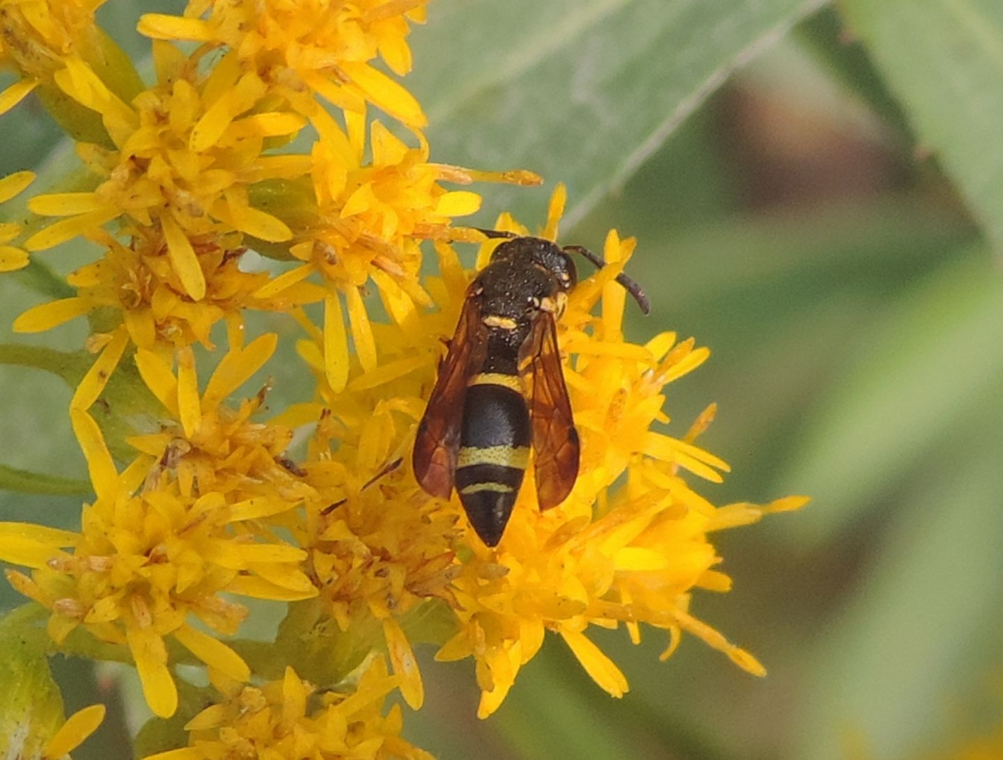 Alastor atropos?  No, Stenodynerus chevrieranus