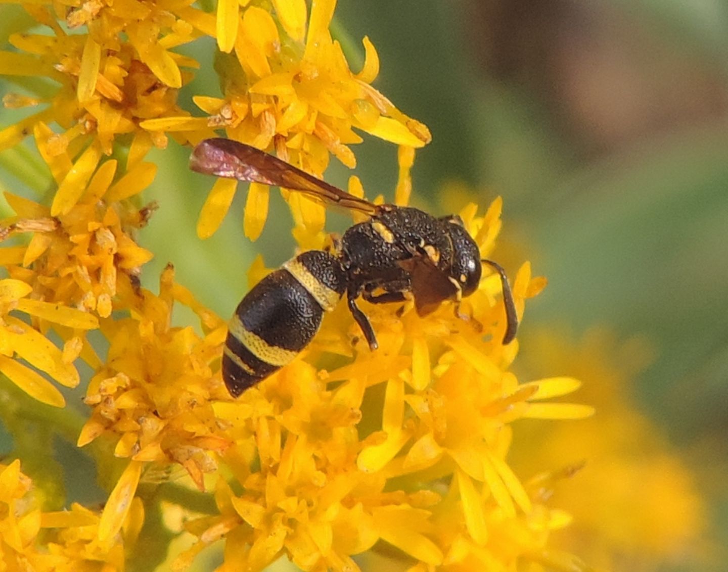 Alastor atropos?  No, Stenodynerus chevrieranus