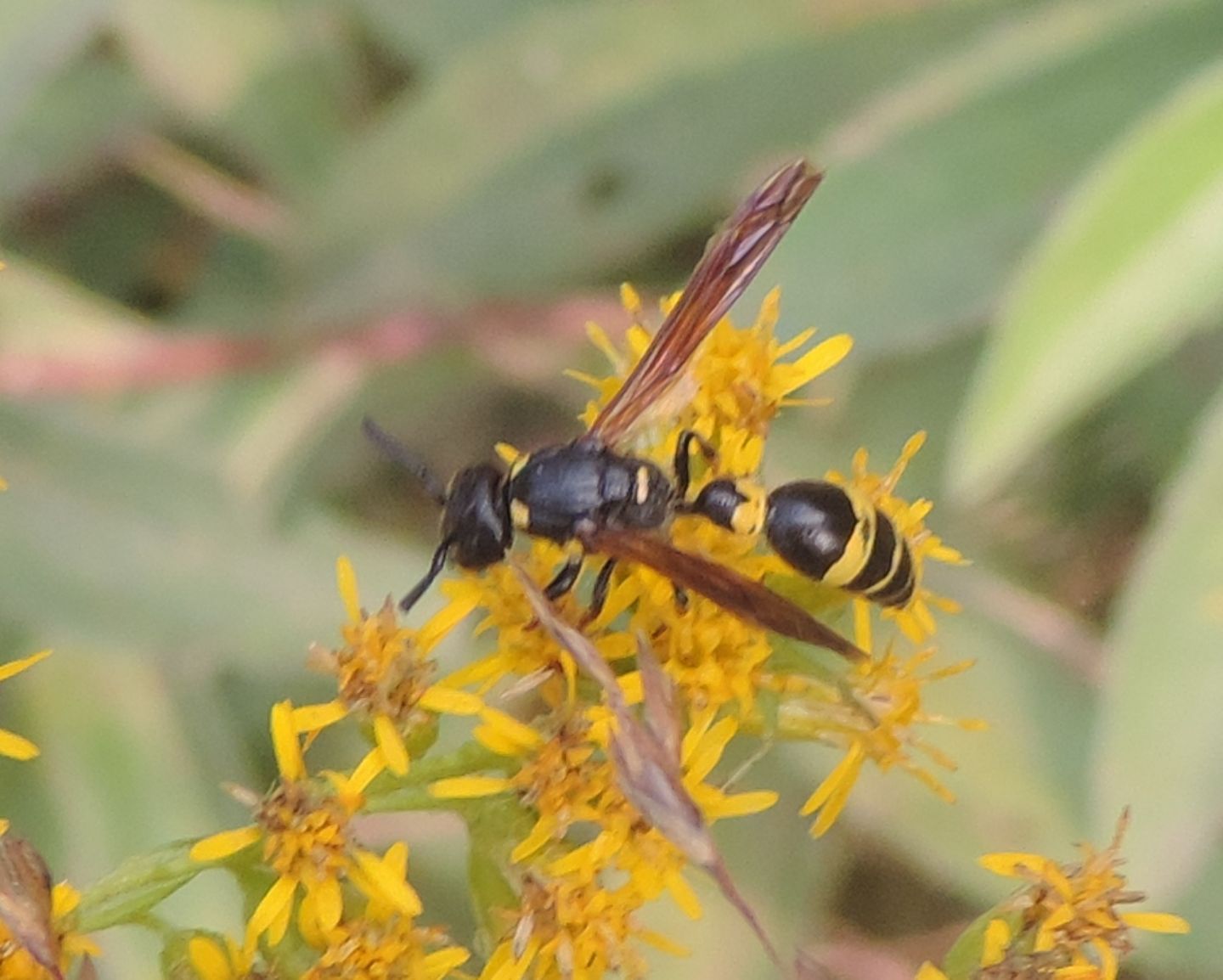 Vespidae Eumeninae: Discoelius dufourii