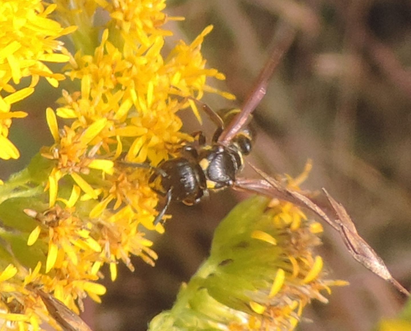 Vespidae Eumeninae: Discoelius dufourii