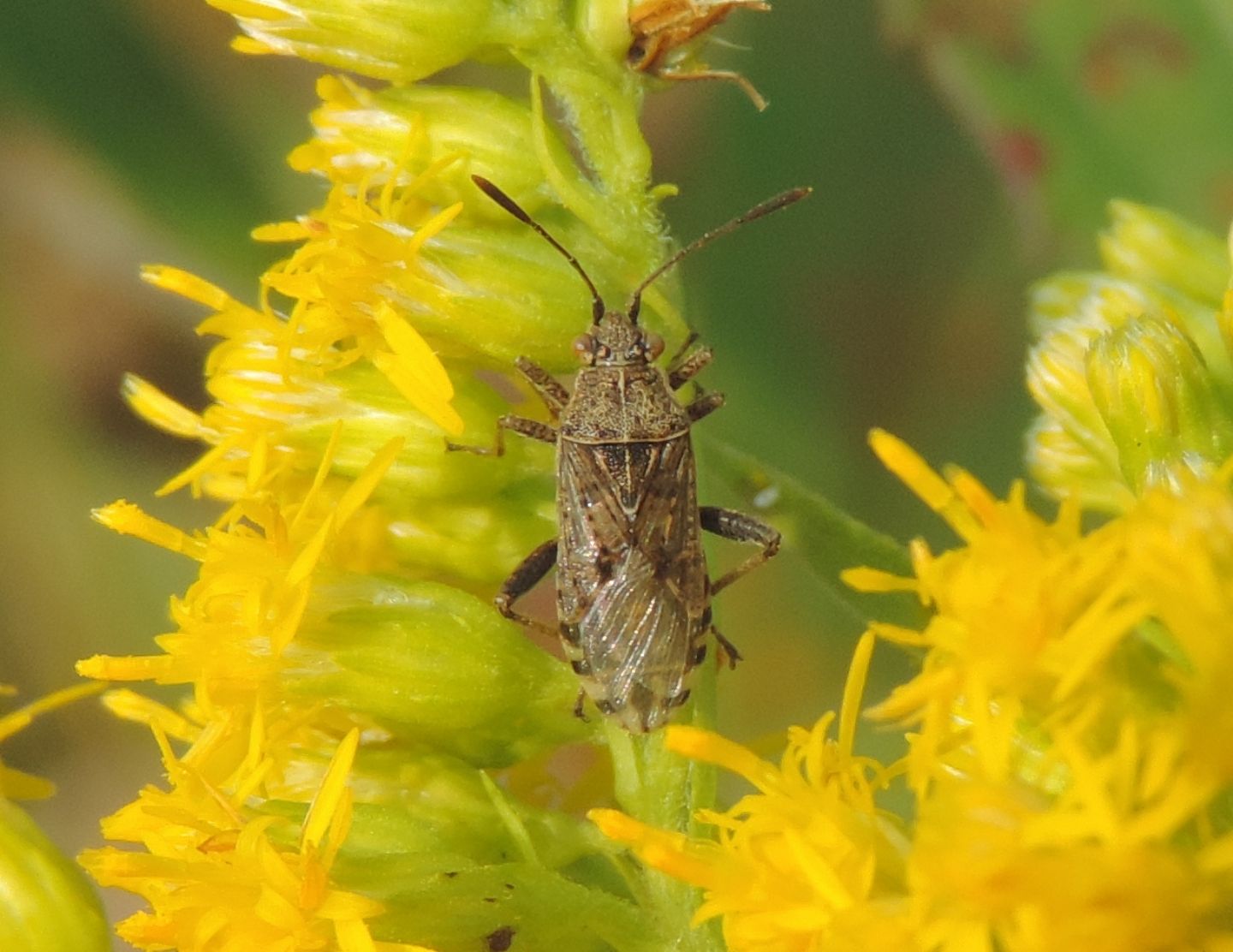 Rhopalidae: Stictopleurus?    S, Stictopleurus punctatonervosus