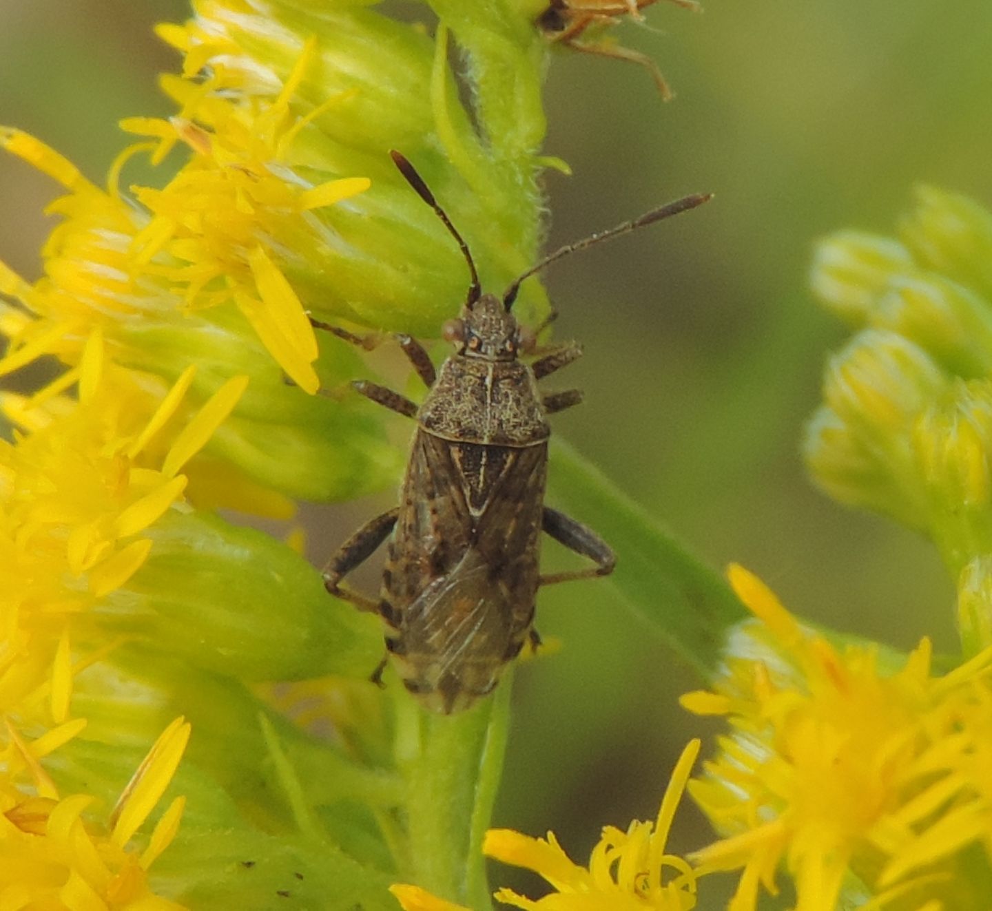 Rhopalidae: Stictopleurus?    S, Stictopleurus punctatonervosus