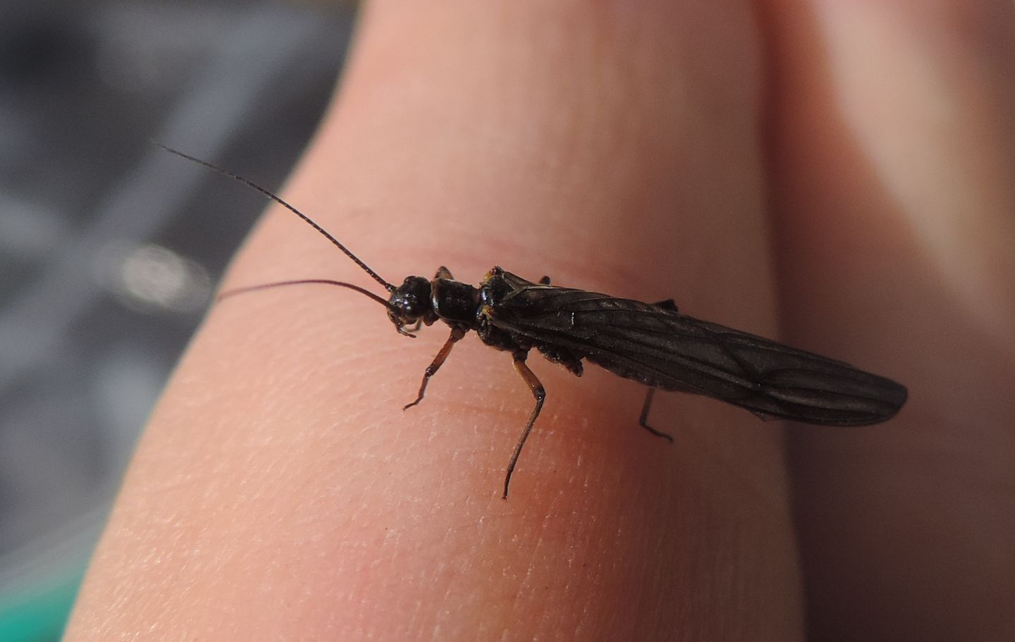 Amphinemura?  No,  Nemoura sp., maschio (Nemouride)