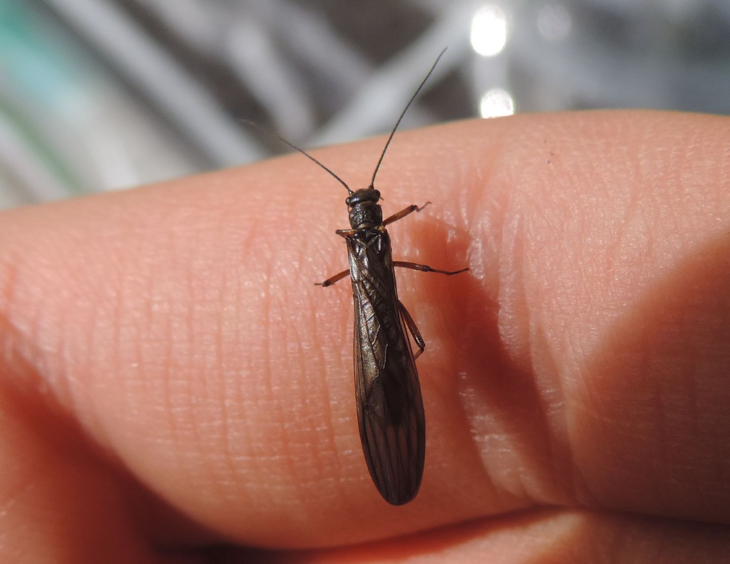 Amphinemura?  No,  Nemoura sp., maschio (Nemouride)