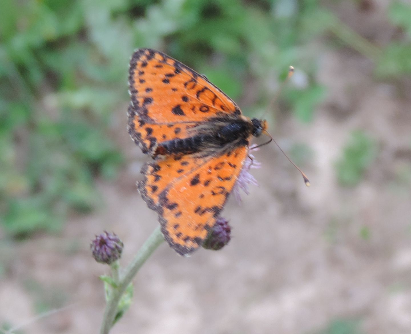 Nymphalidae: Melitaea didyma?  S !