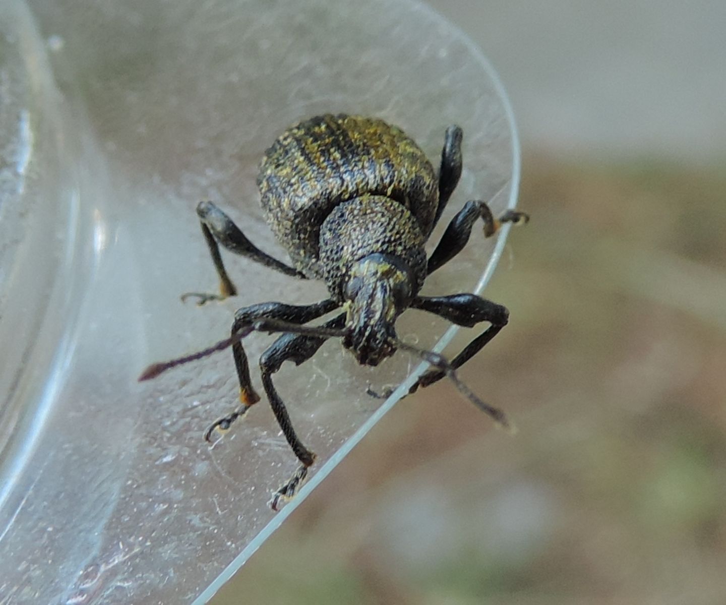 Otiorhynchus (Dorymerus) sulcatus