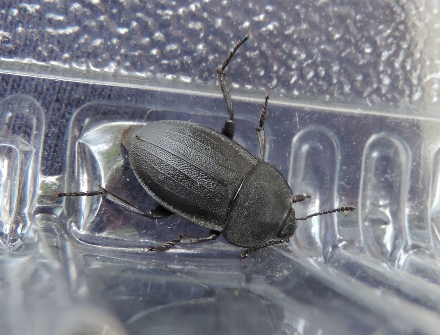 Silphidae: Silpha obscura (cfr.)