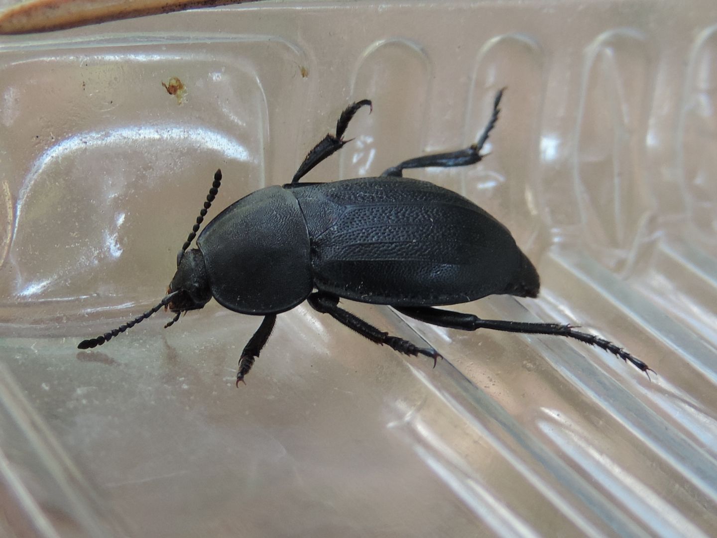 Silphidae: Silpha obscura (cfr.)