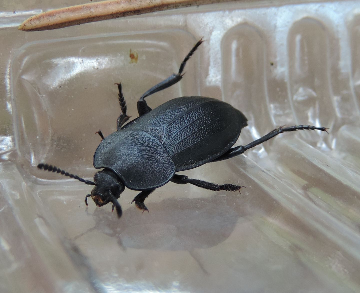 Silphidae: Silpha obscura (cfr.)