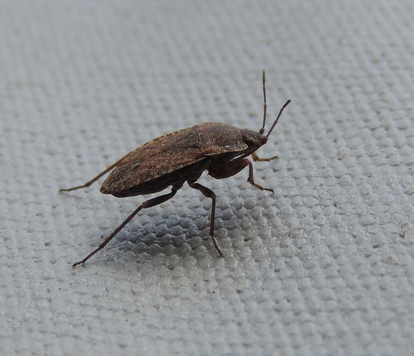 Lygaeidae: Emblethis verbasci?...  Emblethis sp.