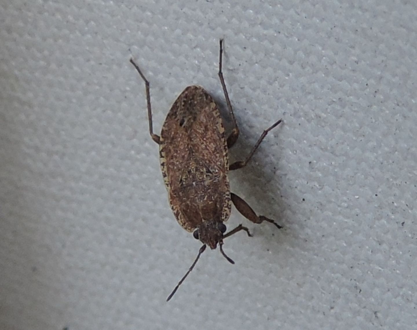 Lygaeidae: Emblethis verbasci?...  Emblethis sp.