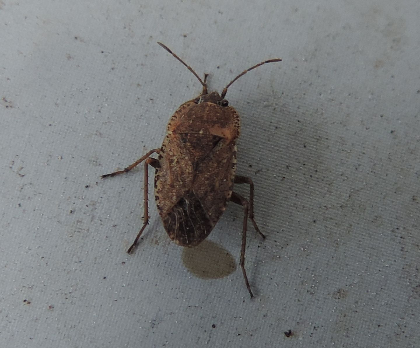 Lygaeidae: Emblethis verbasci?...  Emblethis sp.