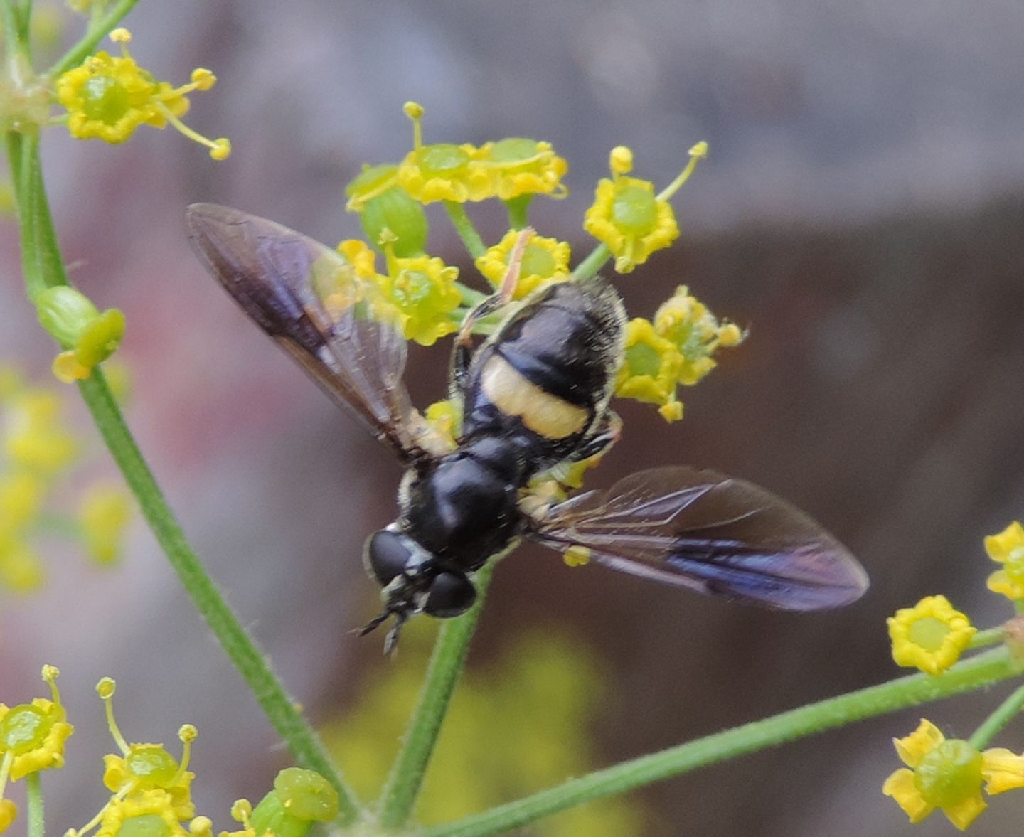 Syrphidae:  Pipiza cfr. festiva